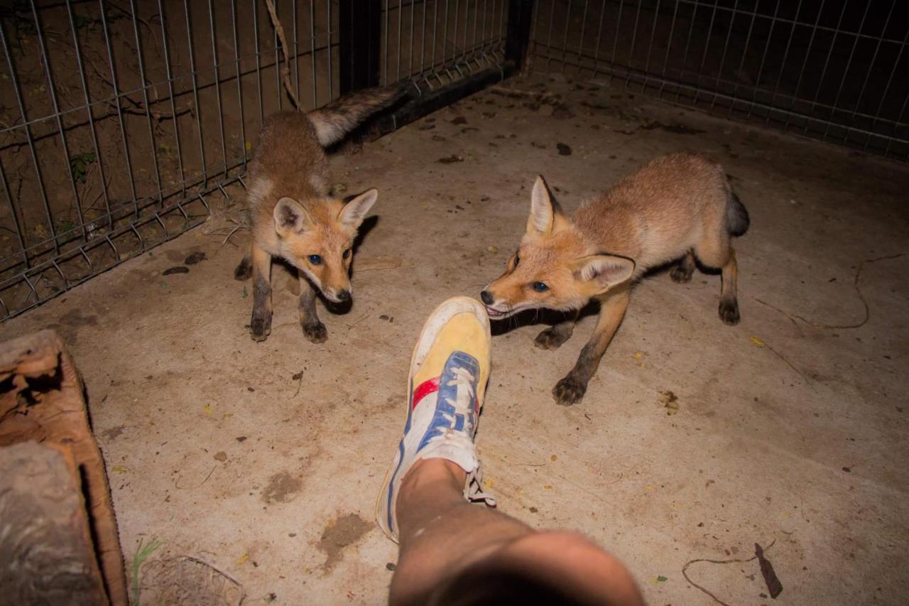 Vile Jefimija Vranje Exteriér fotografie