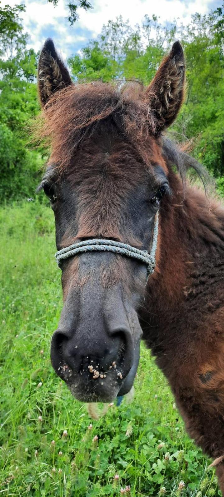 Vile Jefimija Vranje Exteriér fotografie