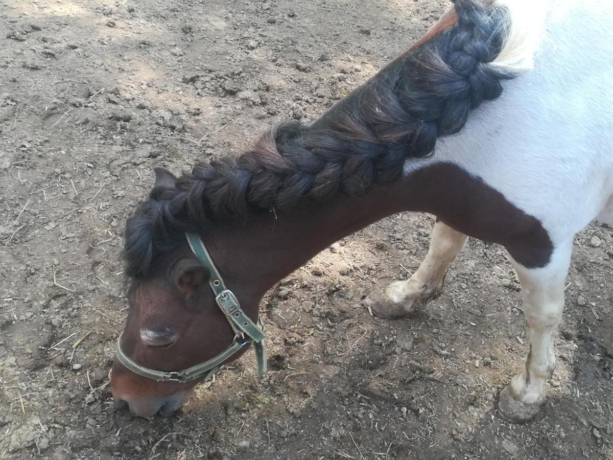 Vile Jefimija Vranje Exteriér fotografie